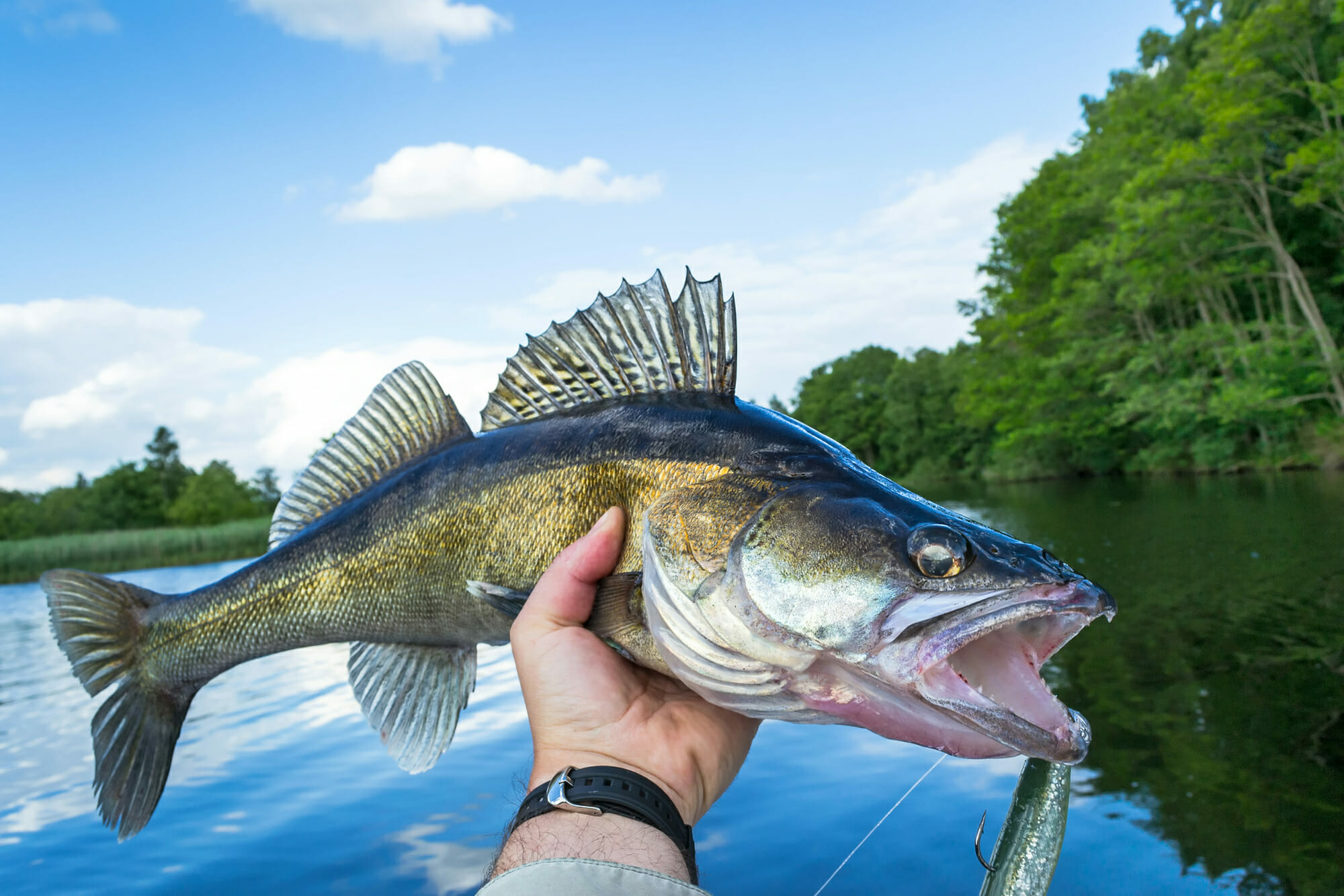 The Beginner's Guide to Freshwater Fishing: Tips and Tricks for a  Successful Trip - BoatingWorld