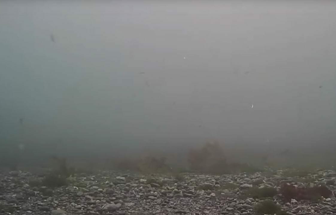 Rubbing Beach Underwater Live Cam Hanson Island, British Columbia