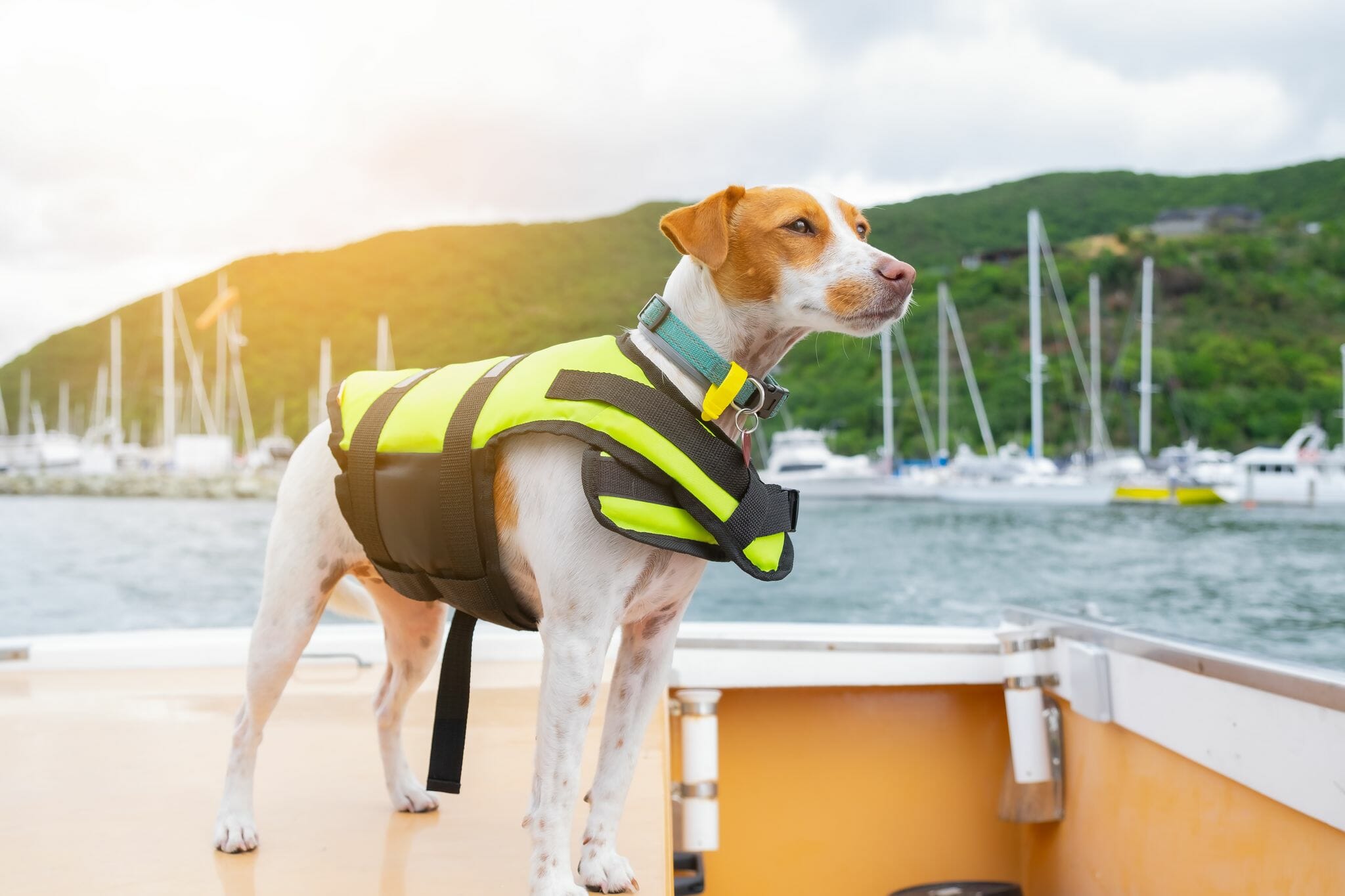 Dog Accessories for Safe and Fun Boating Adventures