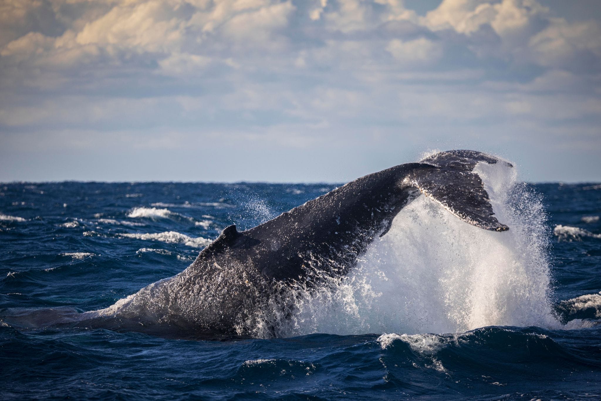 Where to Go to Spot Whales This Boating Season - BoatingWorld